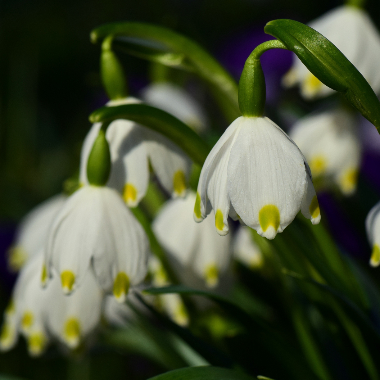 Wallpaper White Snowdrop Flower Bloom Close Up Desktop Wallpaper Hd