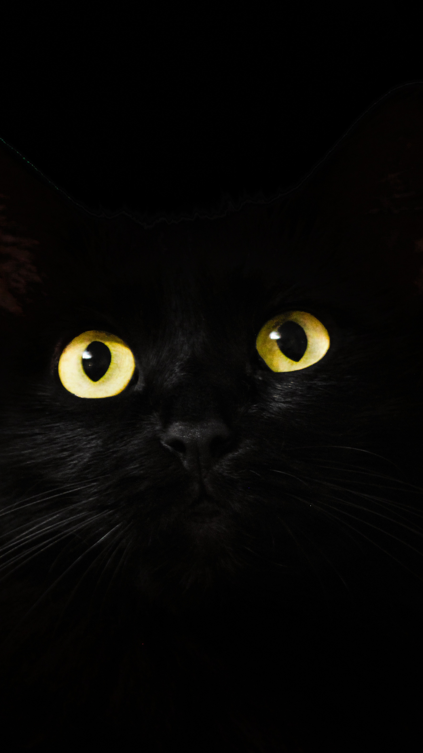 Download 1440x2560 wallpaper black cat, muzzle, animal ...