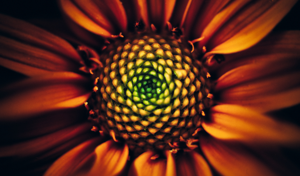 Sunflower, bloom, close up , 1024x600 wallpaper