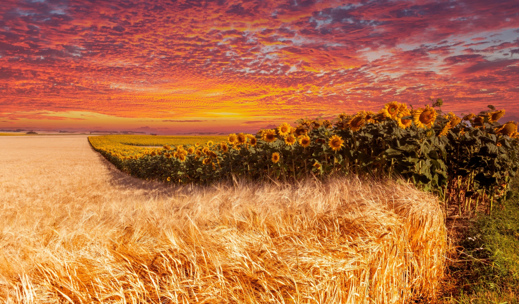 Wheat and sunflower farm, sunset, 1024x600 wallpaper