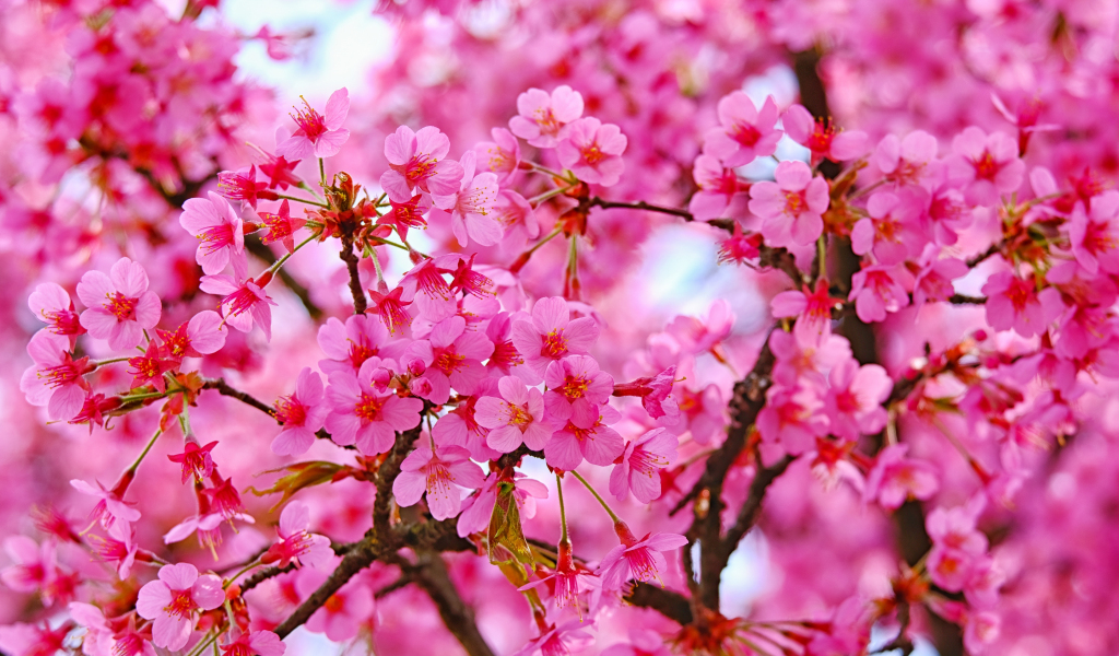 Cherry blossom, pink flowers, nature, 1024x600 wallpaper