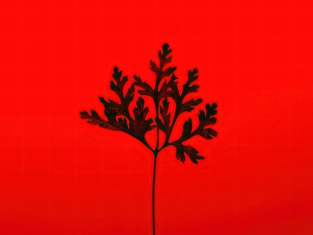 Wallpaper black leaf, minimal desktop wallpaper, hd image, picture