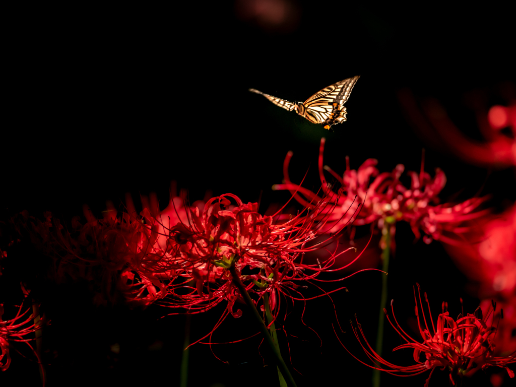 Hình nền Đóng lên, Con bướm, những bông hoa màu đỏ, hoa