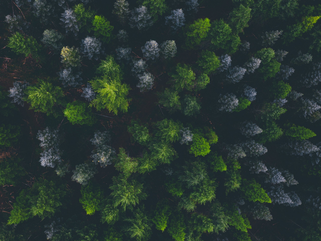 Wallpaper Green Trees, Top Of Trees, Aerial View Desktop Wallpaper, Hd 