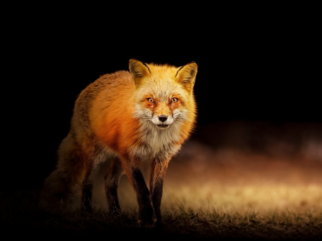 Wallpaper red fox, predator, portrait desktop wallpaper, hd image ...