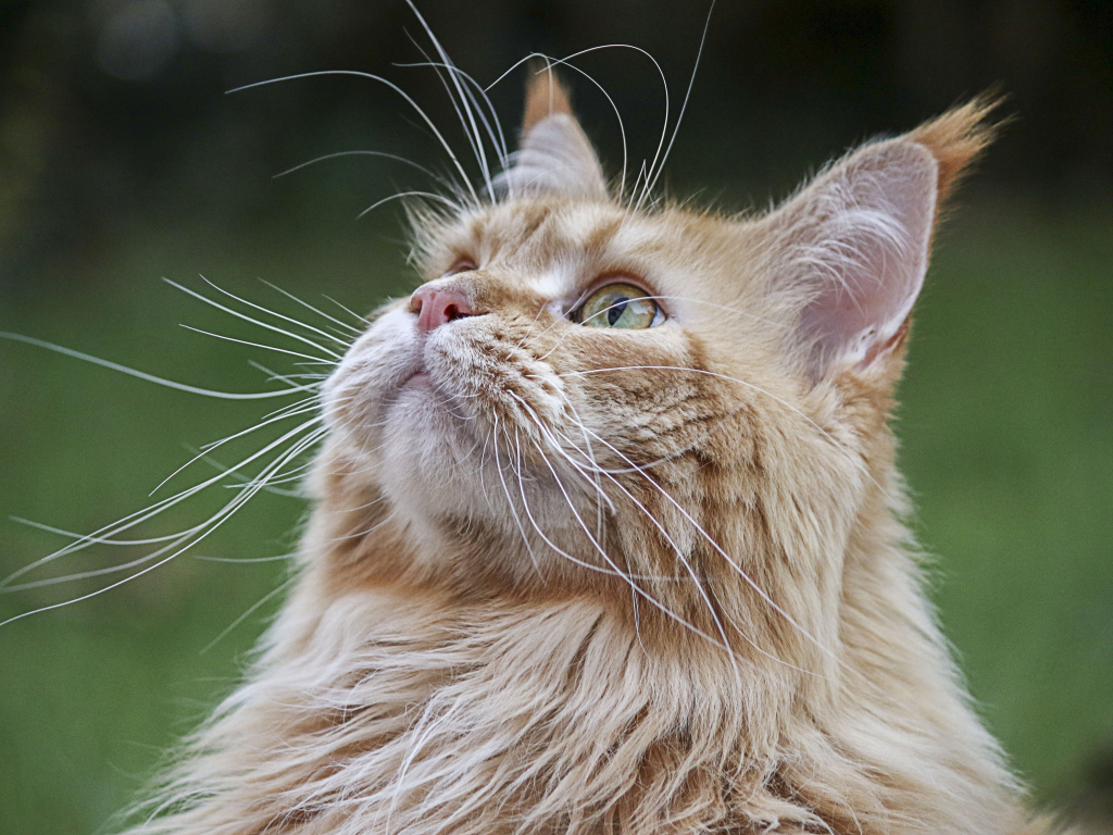 Desktop wallpaper cat, looking up, feline, muzzle, hd image, picture