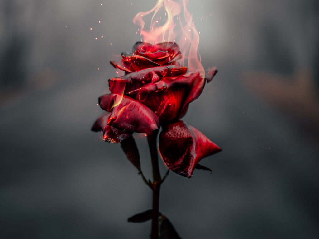 Wallpaper burning rose, red desktop wallpaper, hd image, picture ...