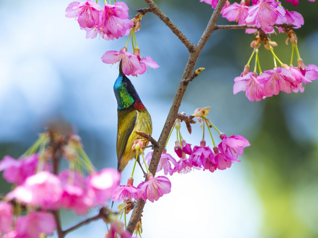 Desktop wallpaper sunbird, colorful, blossom, flowers, hd image ...
