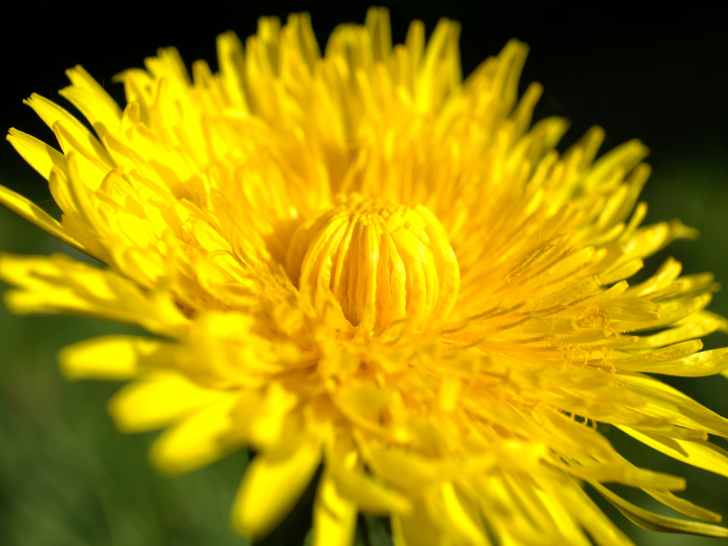 Hình nền Flora, bông hoa màu vàng, Đóng lên