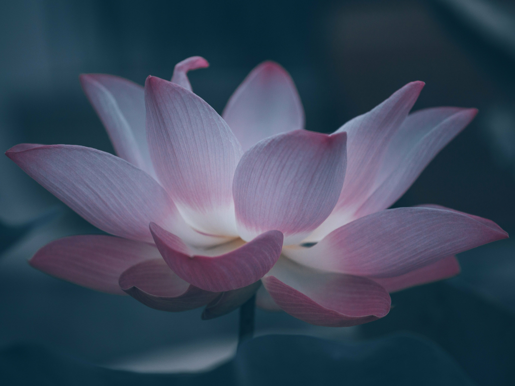 Wallpaper bloom, beautiful pink lotus desktop wallpaper, hd image, picture,  background, 15f1b3 | wallpapersmug