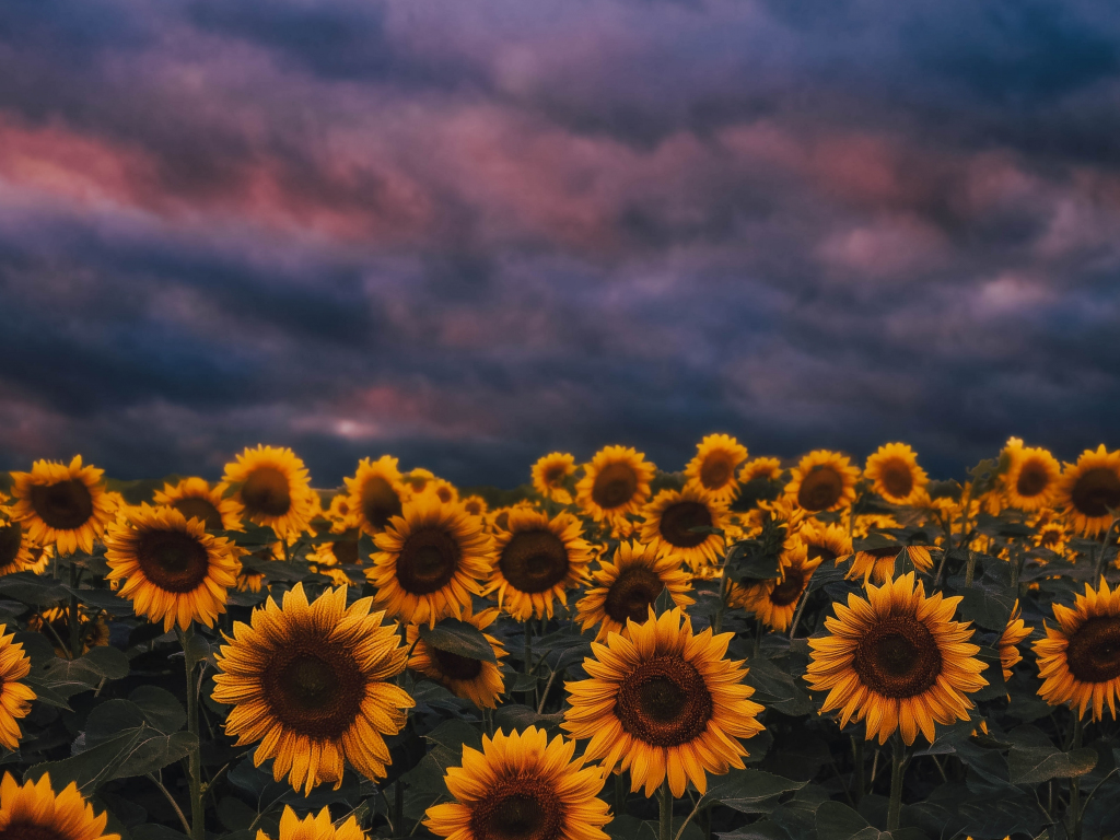 Desktop wallpaper sunflower farm, sunset, cloudy day, hd image, picture