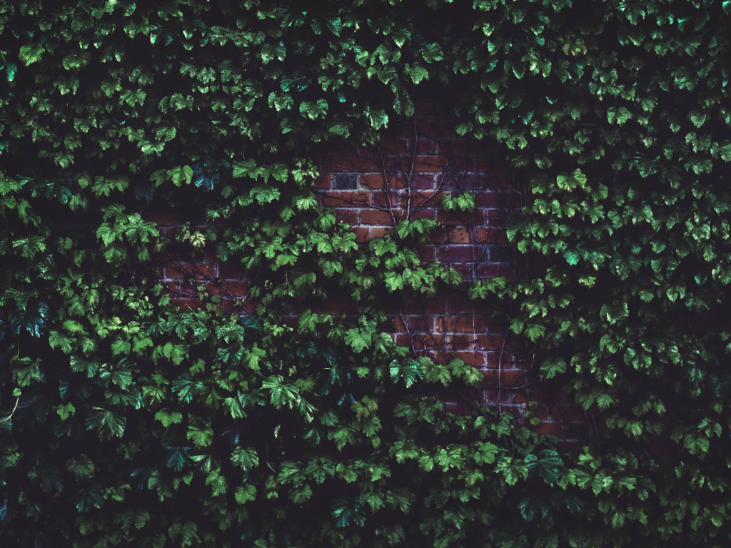 Desktop wallpaper brick wall, plants, green, hd image, picture
