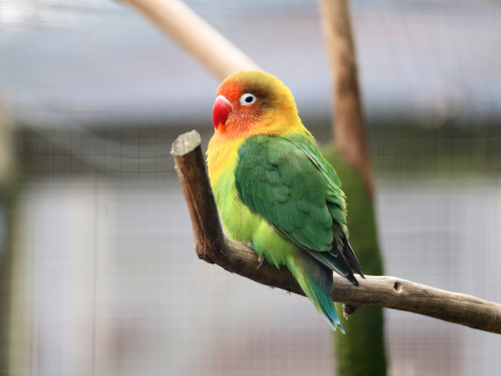 Wallpaper parrot, tropical bird, cute desktop wallpaper, hd image ...