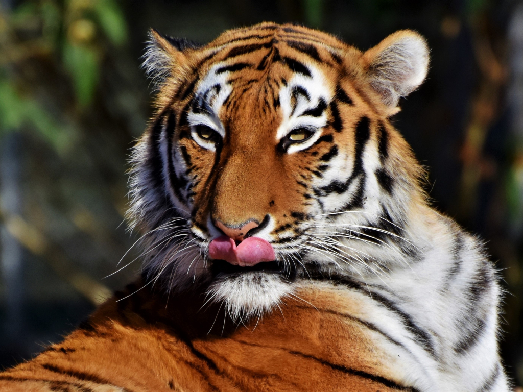 Wallpaper tiger, predator, muzzle, licking desktop wallpaper, hd image ...