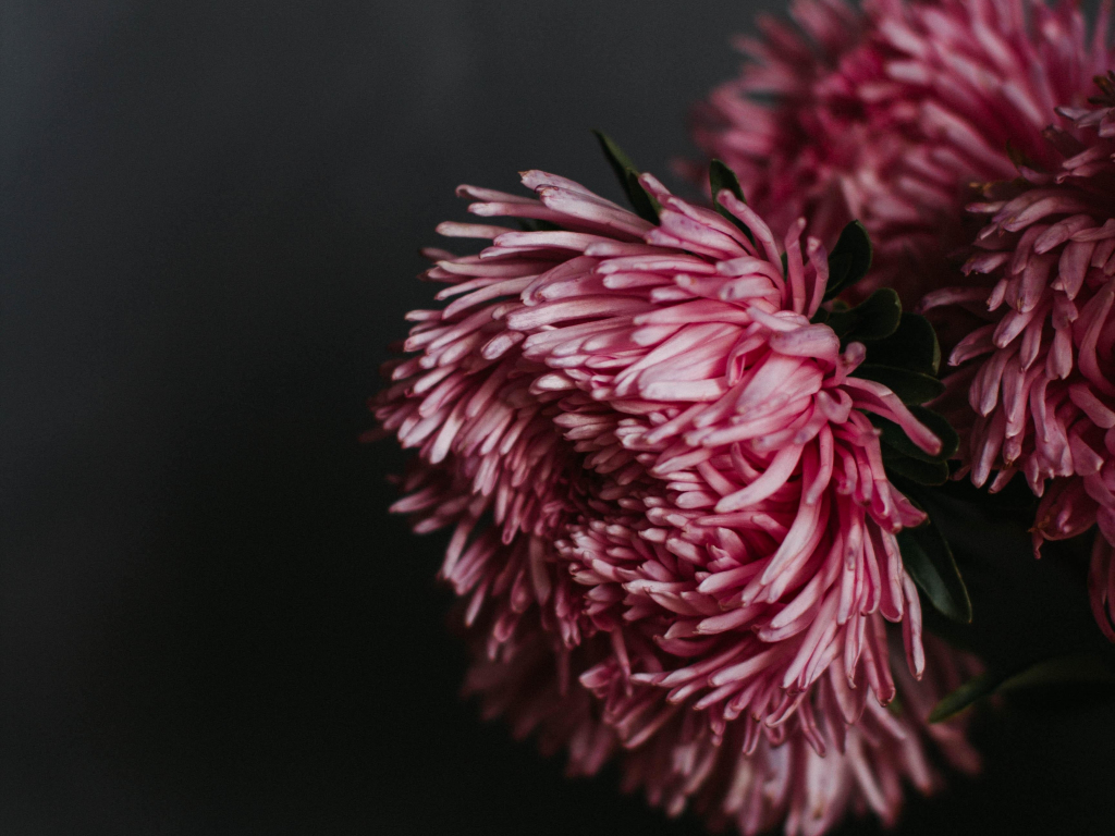 Wallpaper flowers, pink flowers, chrysanthemum, fluffy desktop