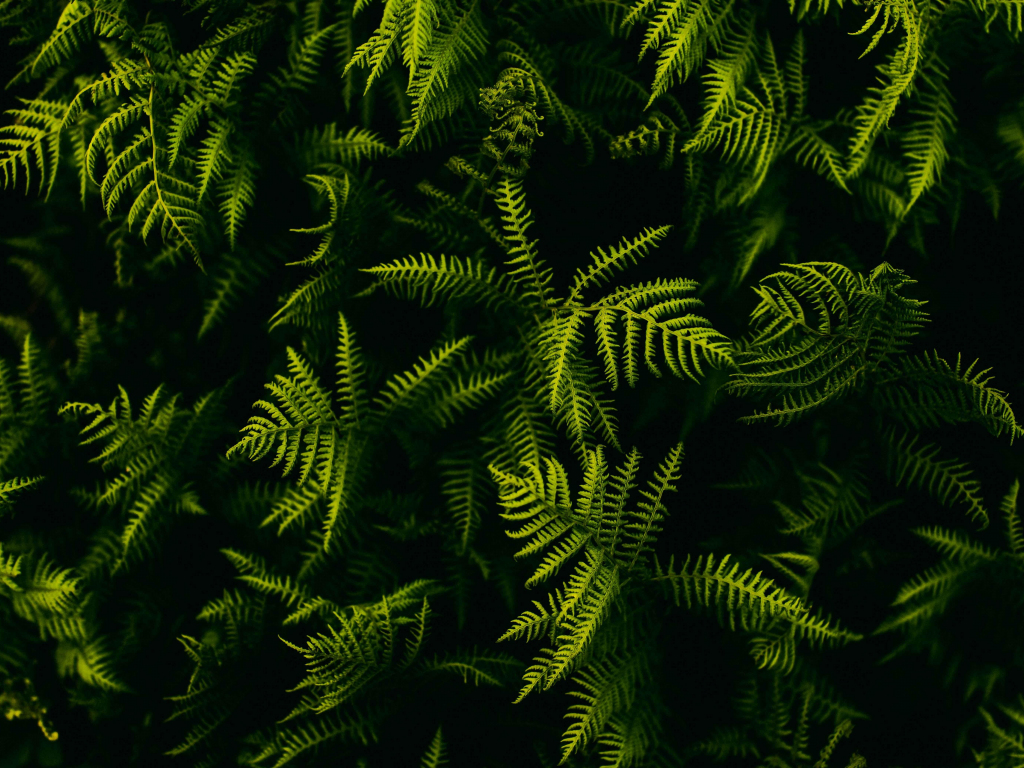 Wallpaper tree branches, small & green desktop wallpaper, hd image ...