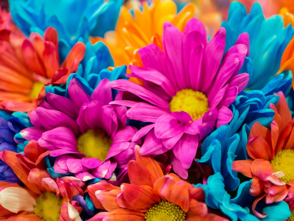 Wallpaper colorful, flowers, close up desktop wallpaper, hd image ...