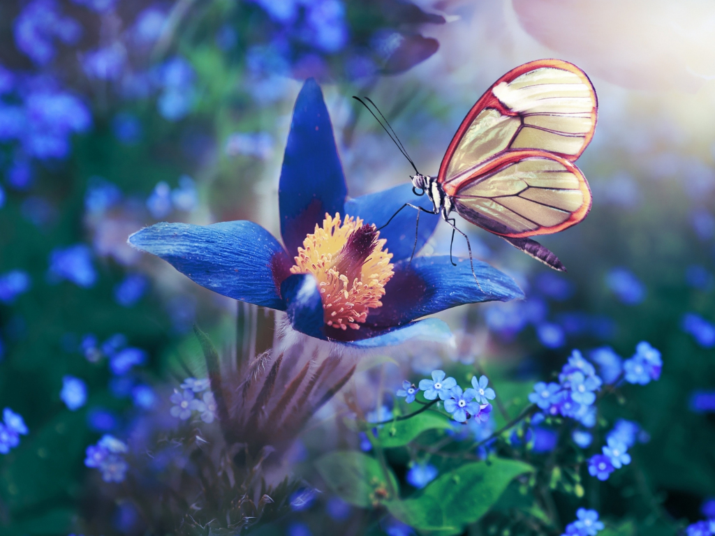 Download wallpaper 1024x768 blue flower, butterfly, meadow, macro, standard  4:3 fullscreen 1024x768 hd background, 23886