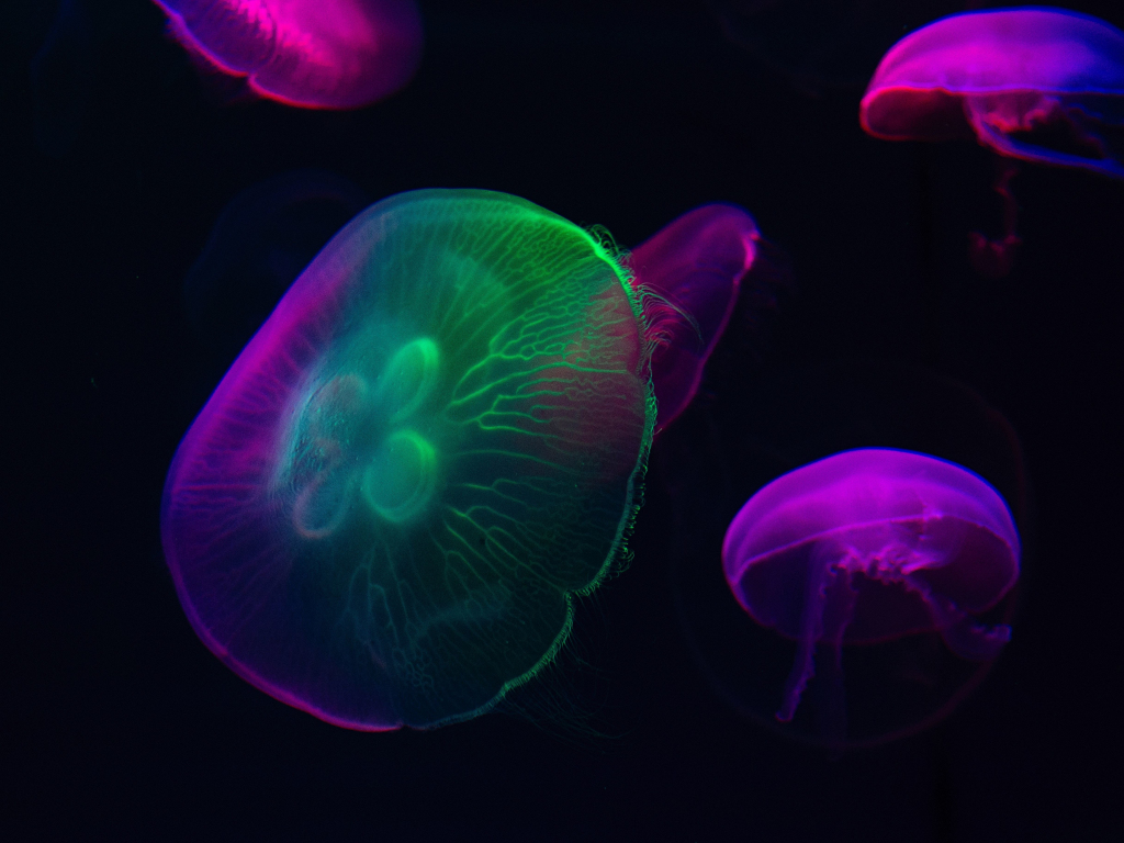 Desktop wallpaper neon glow, colorful, jellyfish, hd image, picture