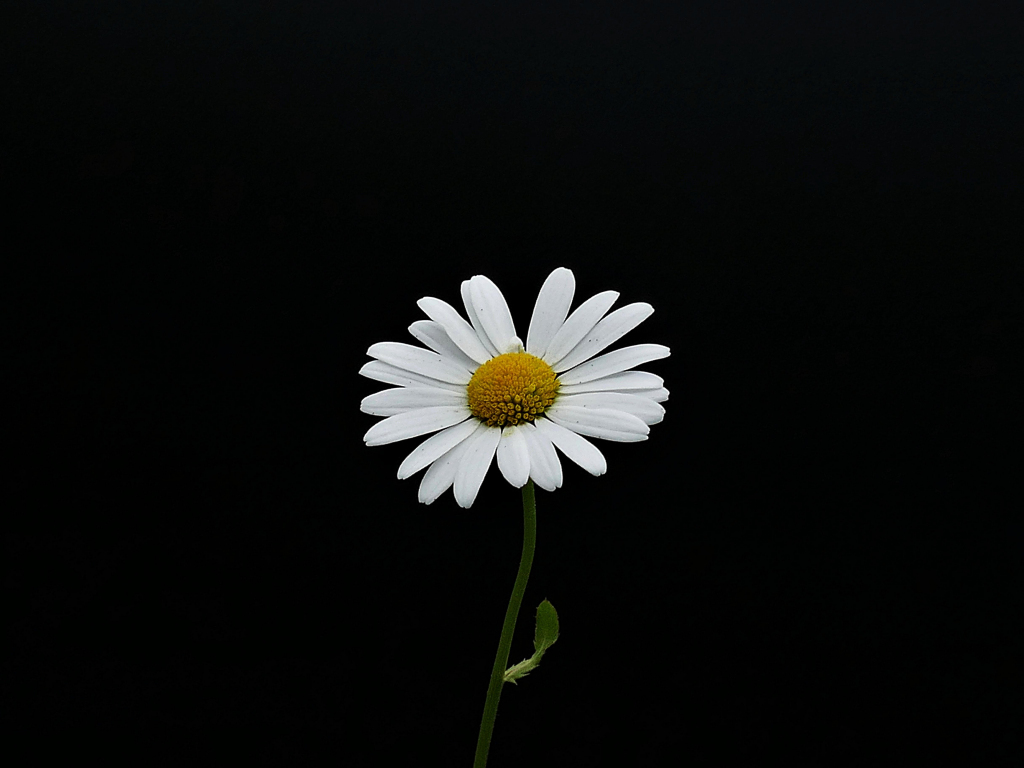 Desktop wallpaper portrait, white flower, minimal, daisy, hd image