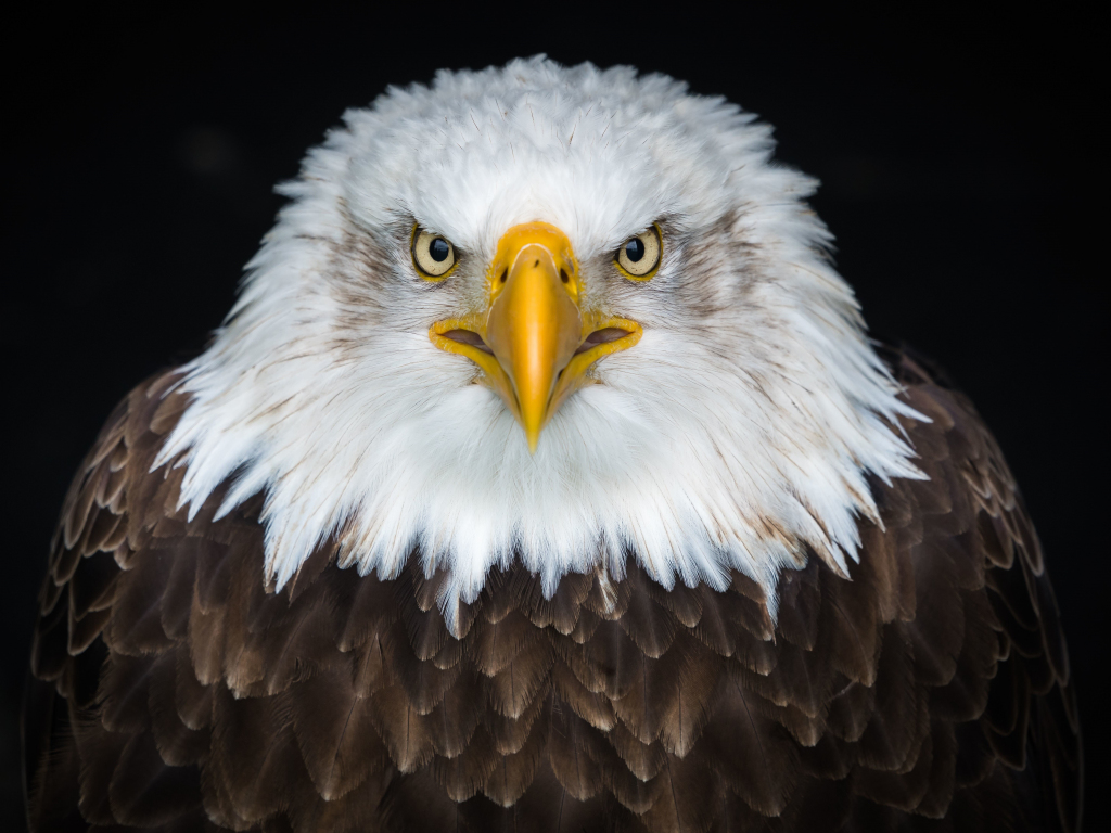 Wallpaper bald eagle, bird, predator, muzzle desktop wallpaper, hd ...