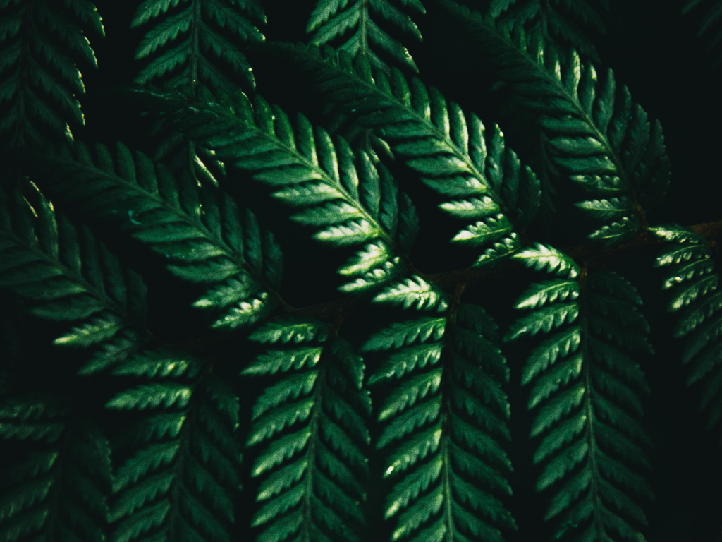 Wallpaper leaves of fern, green, macro desktop wallpaper, hd image ...