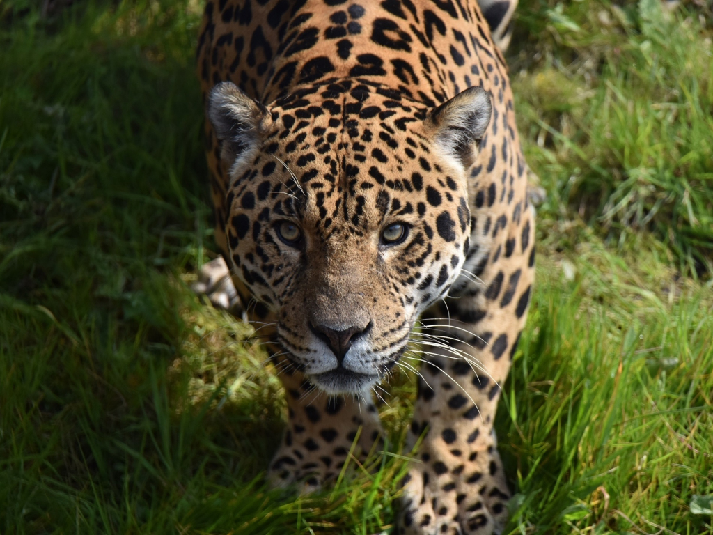 Desktop wallpaper predator, jaguar, wild animal, hd image, picture