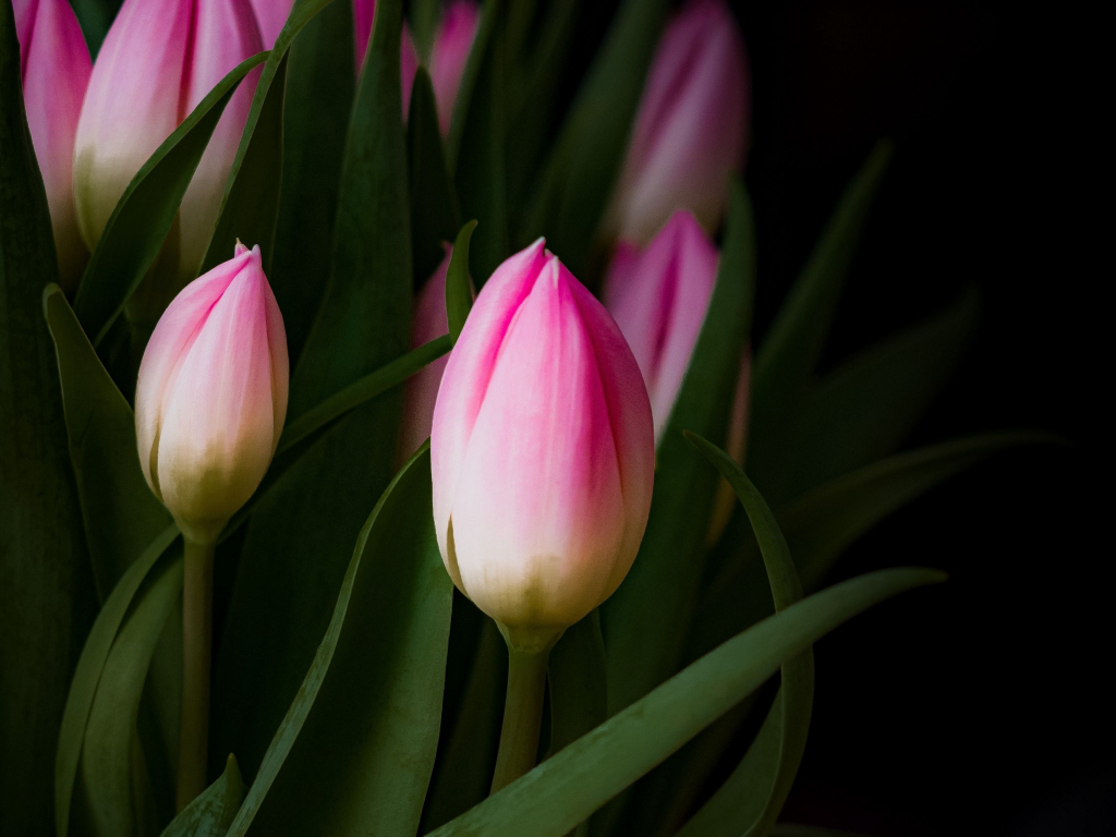 Wallpaper tulip bud, pink flowers, leaves desktop wallpaper, hd image ...