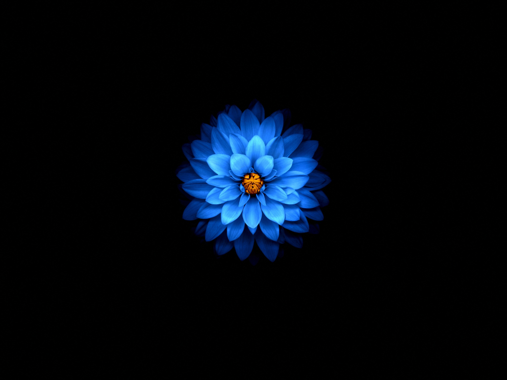 Wallpaper blue flower, dark, amoled desktop wallpaper, hd image, picture,  background, 476b3b | wallpapersmug