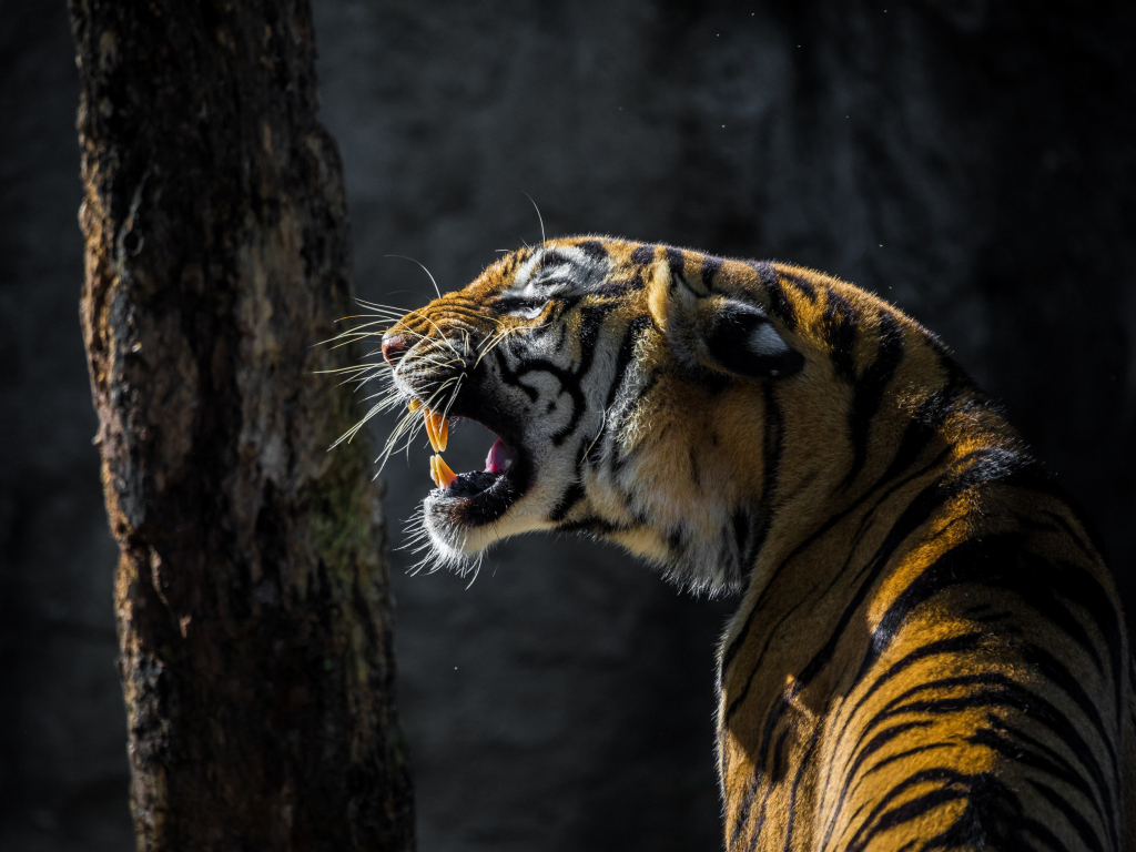 Desktop wallpaper tiger, roar, wild animal, hd image