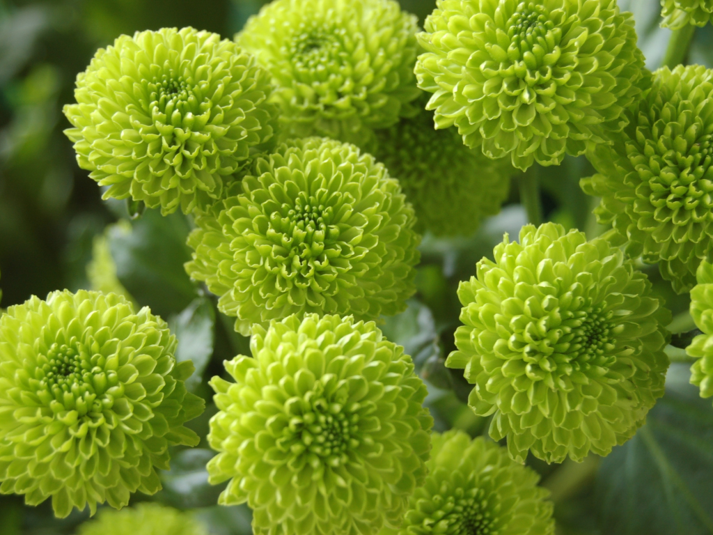 Wallpaper bloom, chrysanthemum, green flowers desktop wallpaper, hd ...