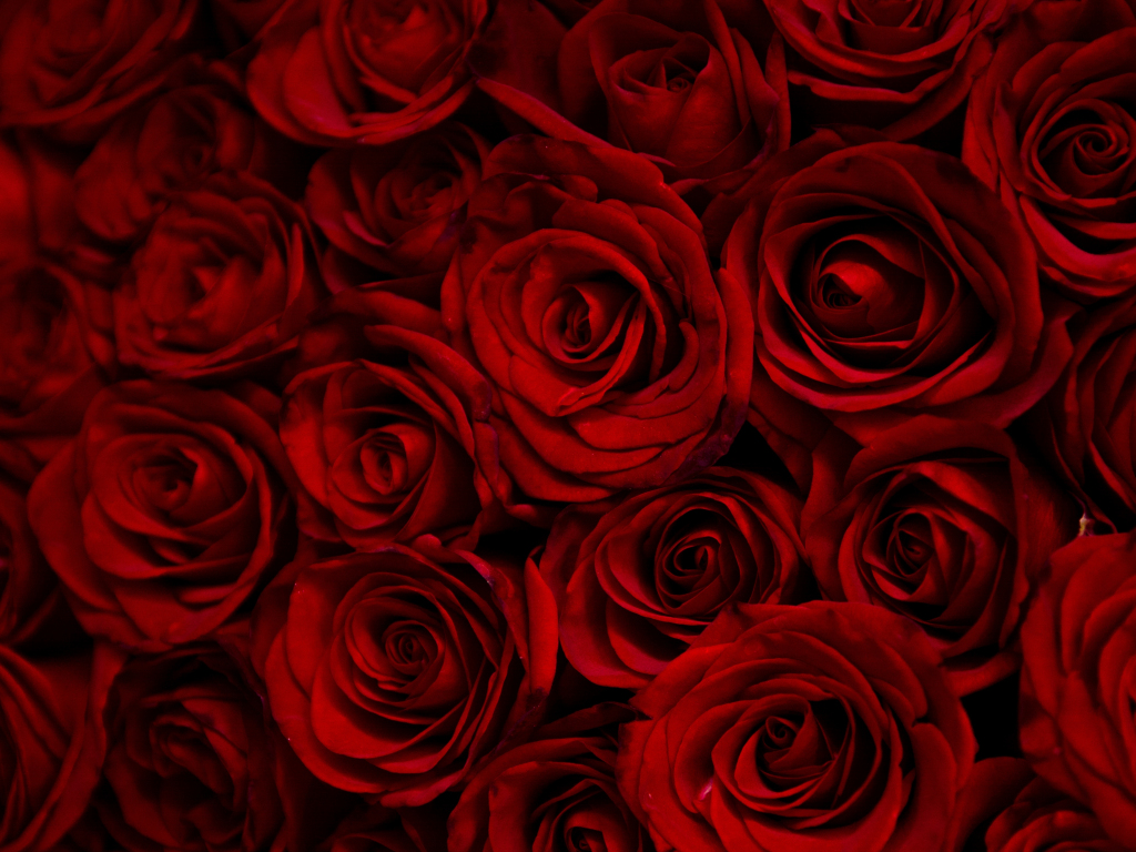 red rose with black background hd