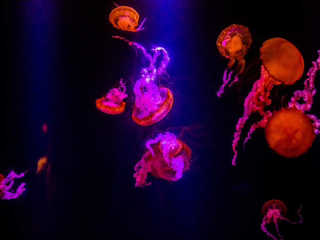 Wallpaper jellyfish, underwater, orange glow, pink desktop wallpaper ...