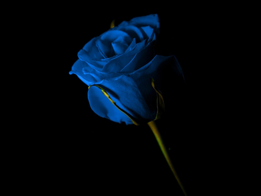 Download wallpaper 1024x768 portrait of blue rose, beautiful flower, dark,  standard 4:3 fullscreen 1024x768 hd background, 27641