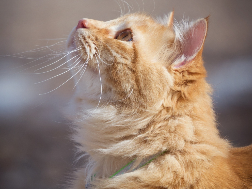 Desktop wallpaper feline, cat, looking up, orange, hd image, picture