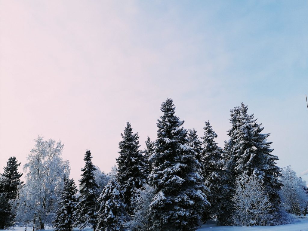 Snowy Trees Wallpaper 60 pictures