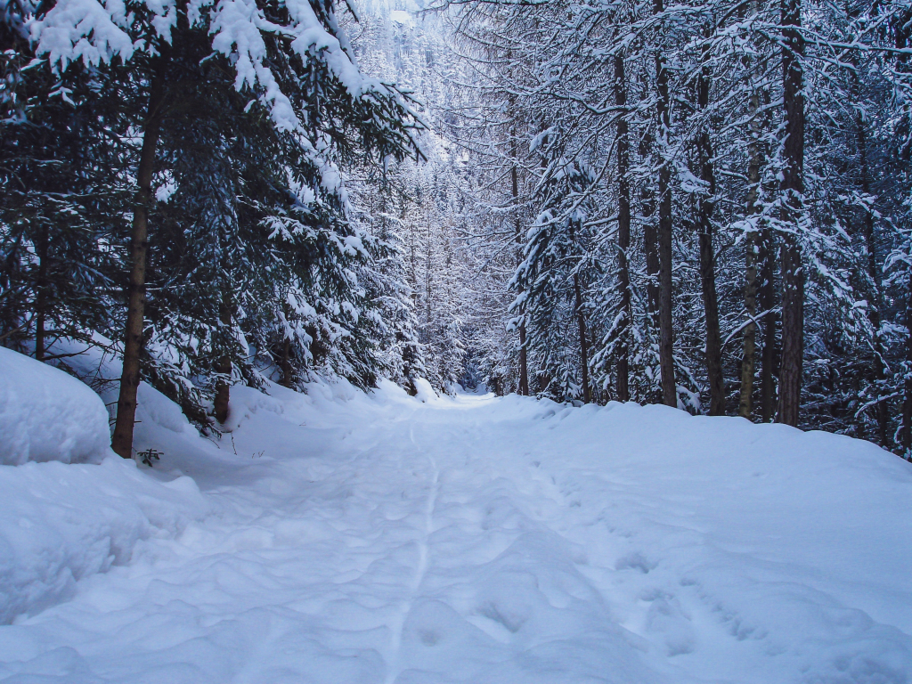 Wallpaper walking path, winter, tree, forest, nature desktop wallpaper ...