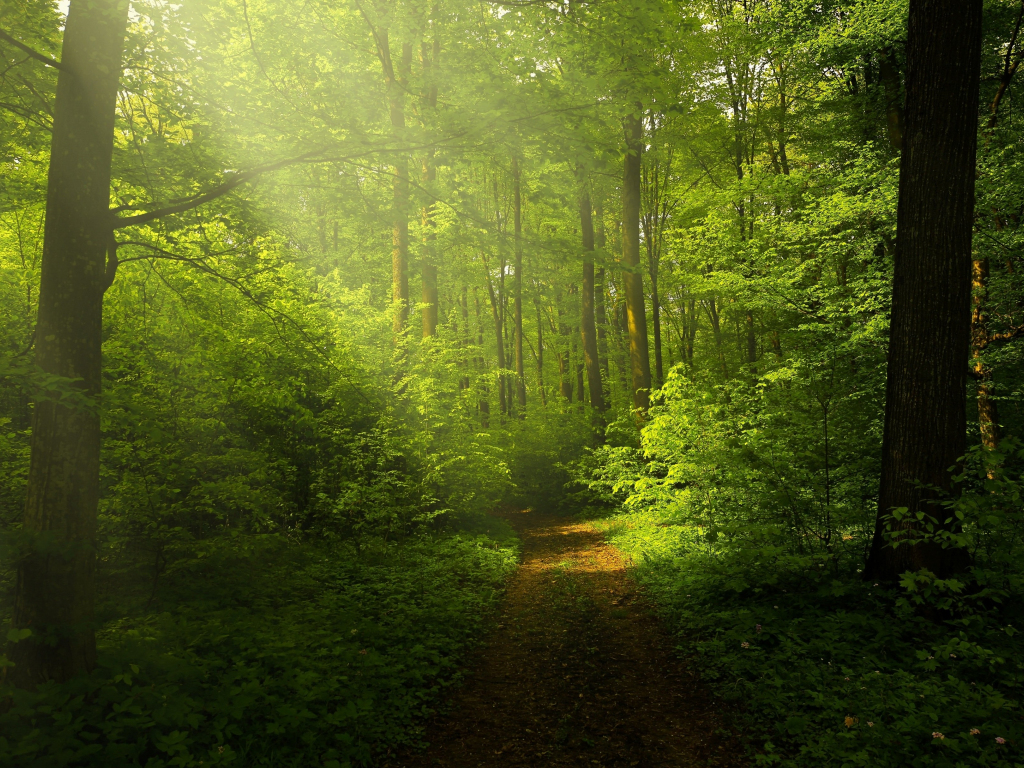 Hình nền Rừng xanh, Đường mòn, Con đường, Tia nắng xuyên qua cây, thiên nhiên
