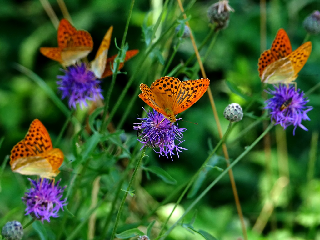 Desktop wallpaper orange butterfly, insects, meadow ...