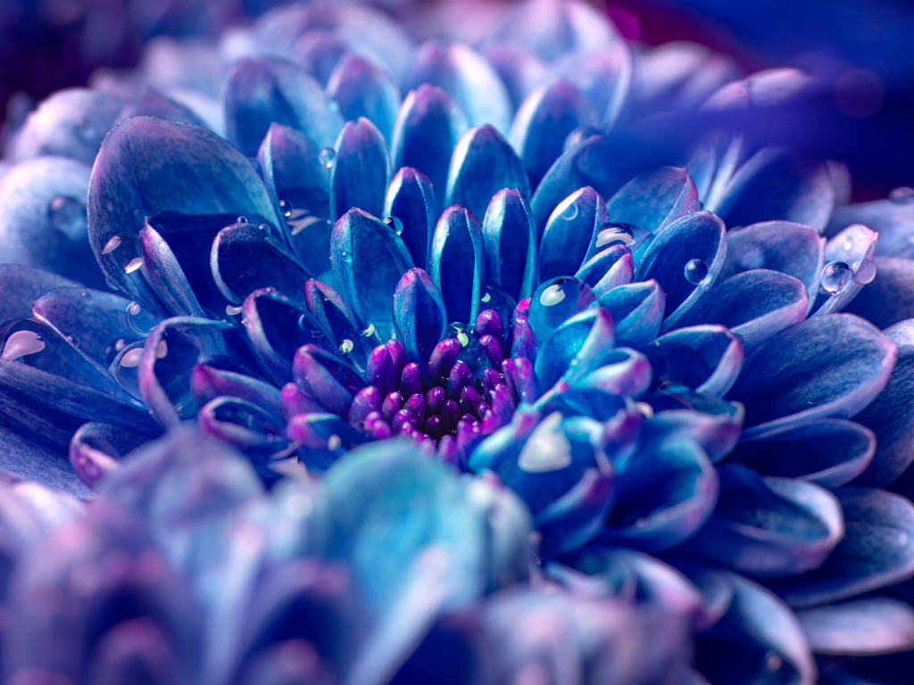 Download Blue Flower 8k Ultra Hd Amoled Wallpaper
