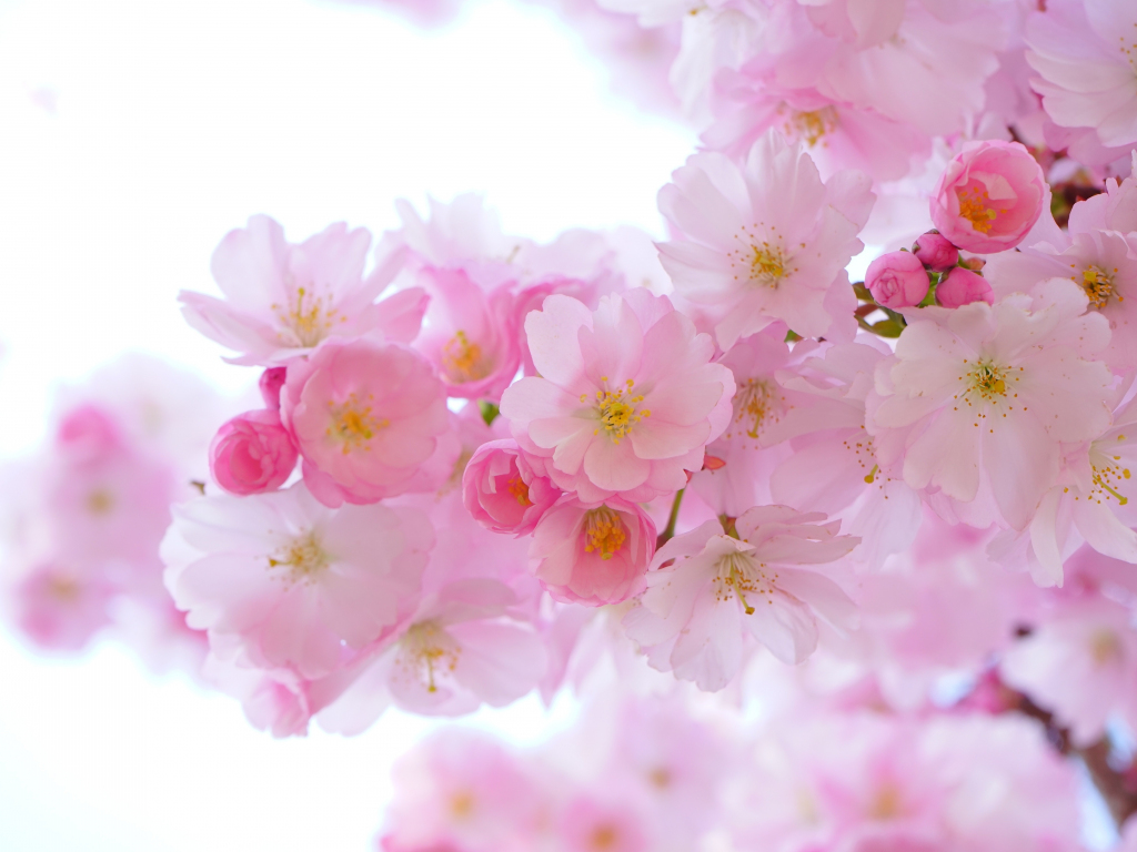 Desktop wallpaper japanese, cherry trees, blossom, flowers, nature, hd image, picture