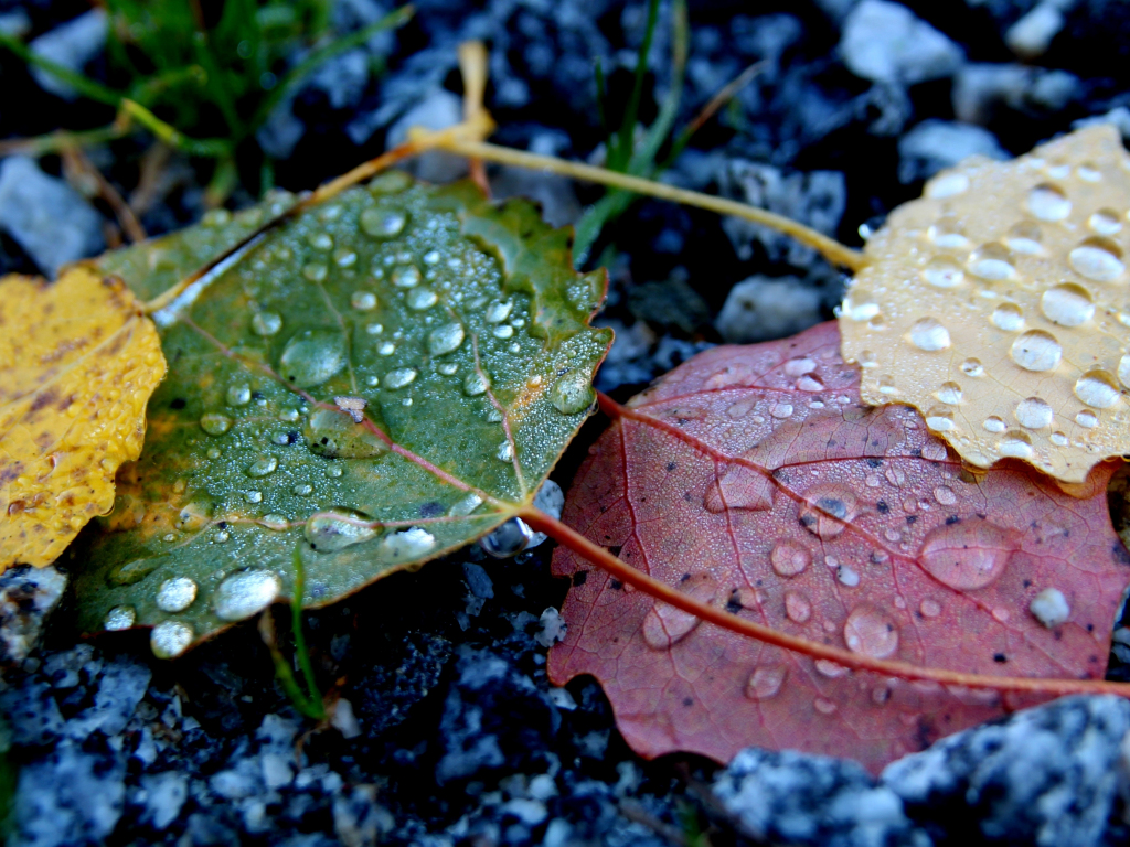 Wallpaper autumn, drops, life of leaves desktop wallpaper, hd image ...