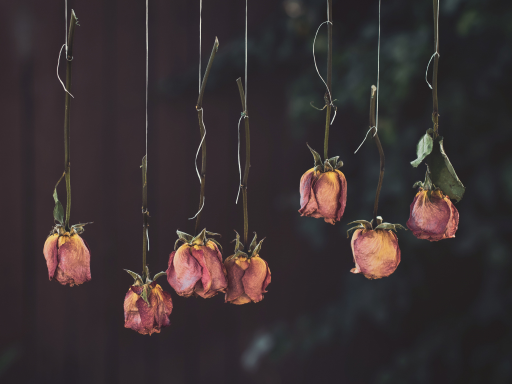 Desktop wallpaper  roses flowers  dry hanging  hd  image 