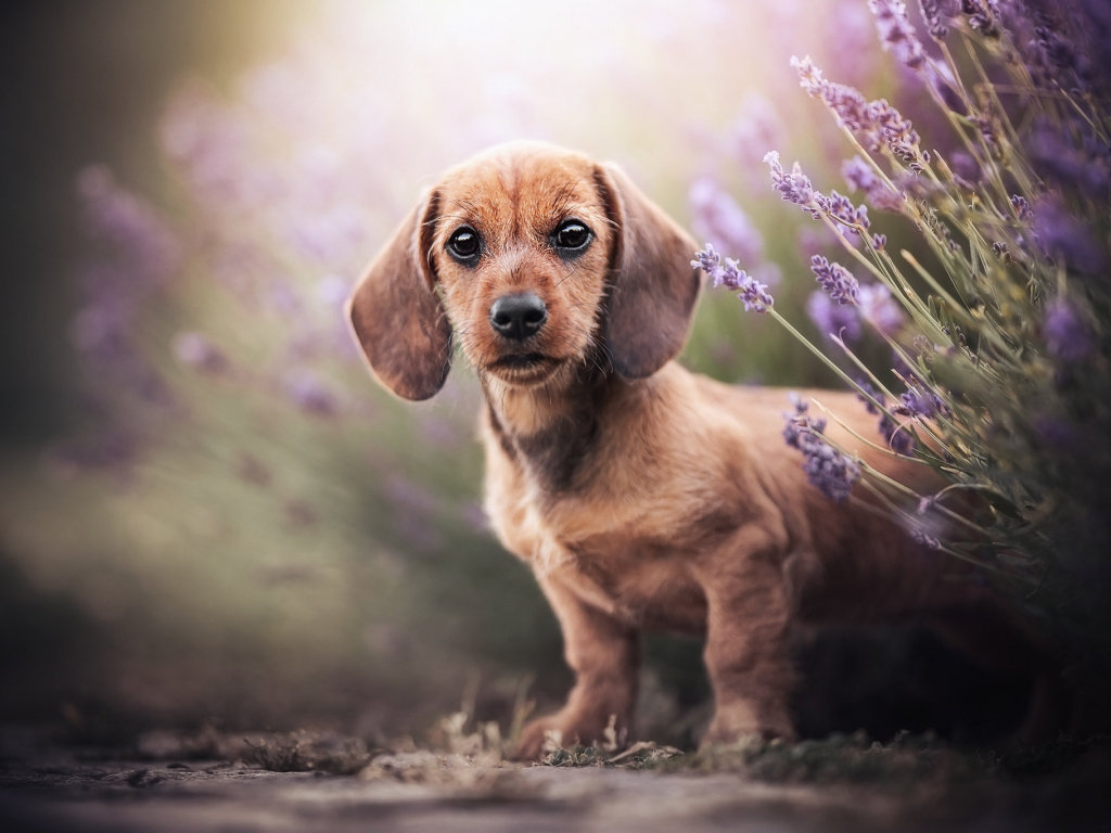 Beautiful dogs wallpapers download