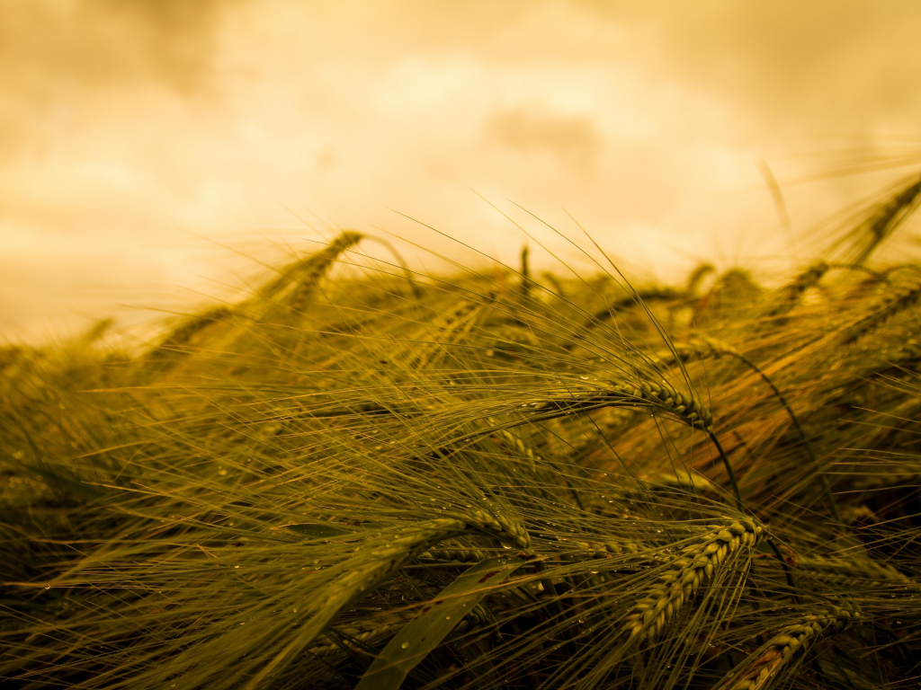 Wallpaper wheat, plants, farm, harvest, summer, close up desktop ...
