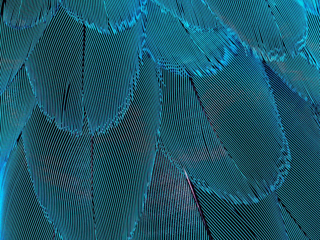 Wallpaper plumage, blue feathers, close up desktop wallpaper, hd image ...