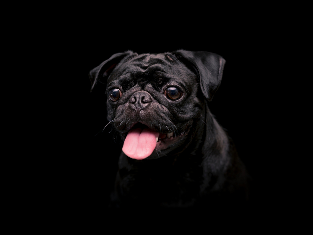 Desktop wallpaper black cute dog, animal, hd image, picture, background