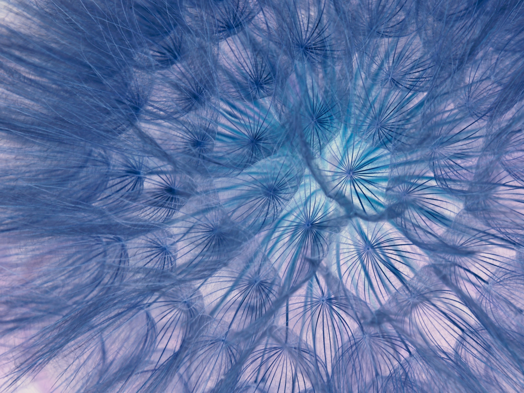 Flower, threads, close-up, dandelion, 1024x768 wallpaper