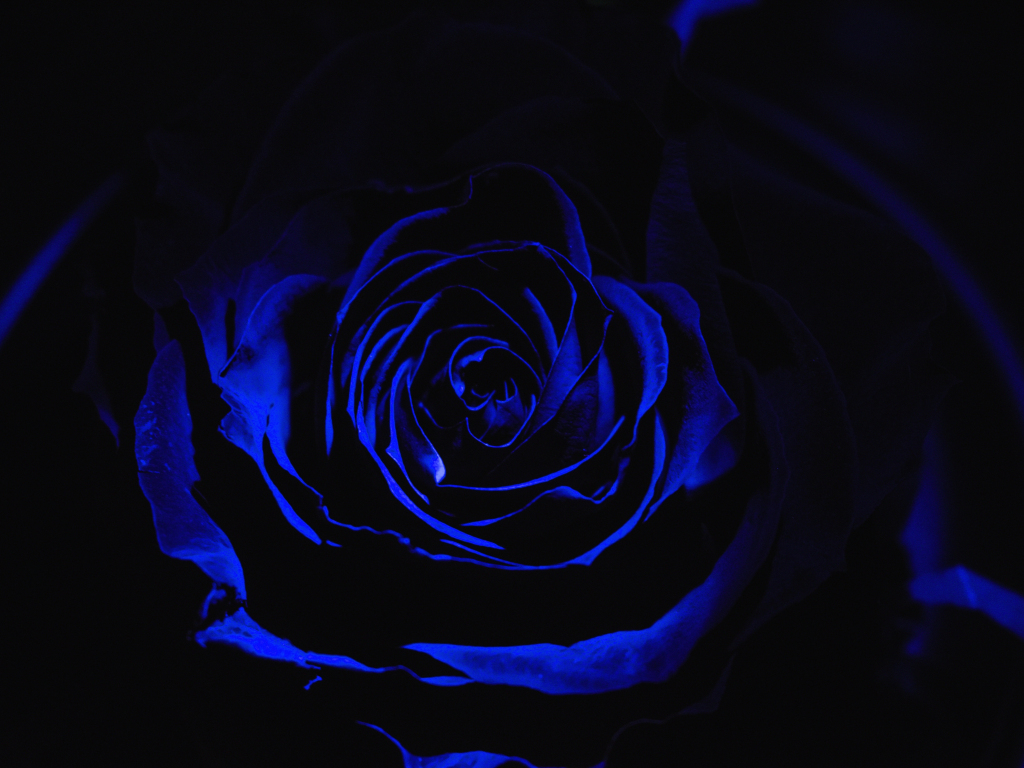 Blue Rose With Water Droplets On It Background Blue Rose Blue Rose Rose Hd  Photography Photo Flower Background Image And Wallpaper for Free Download