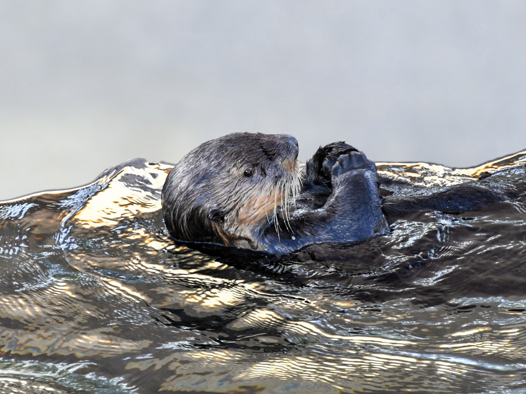 Wallpaper sea otter, aquatic animal, swim desktop wallpaper, hd image ...